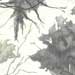 Branches