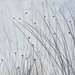 Red Flowers